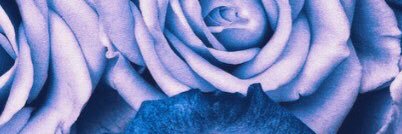 🌸 M Personal Diaries 🌸 banner