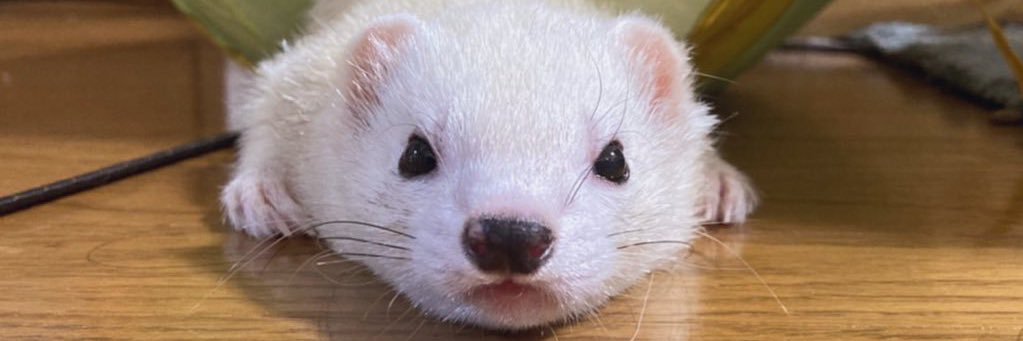 りおまる㌠ banner