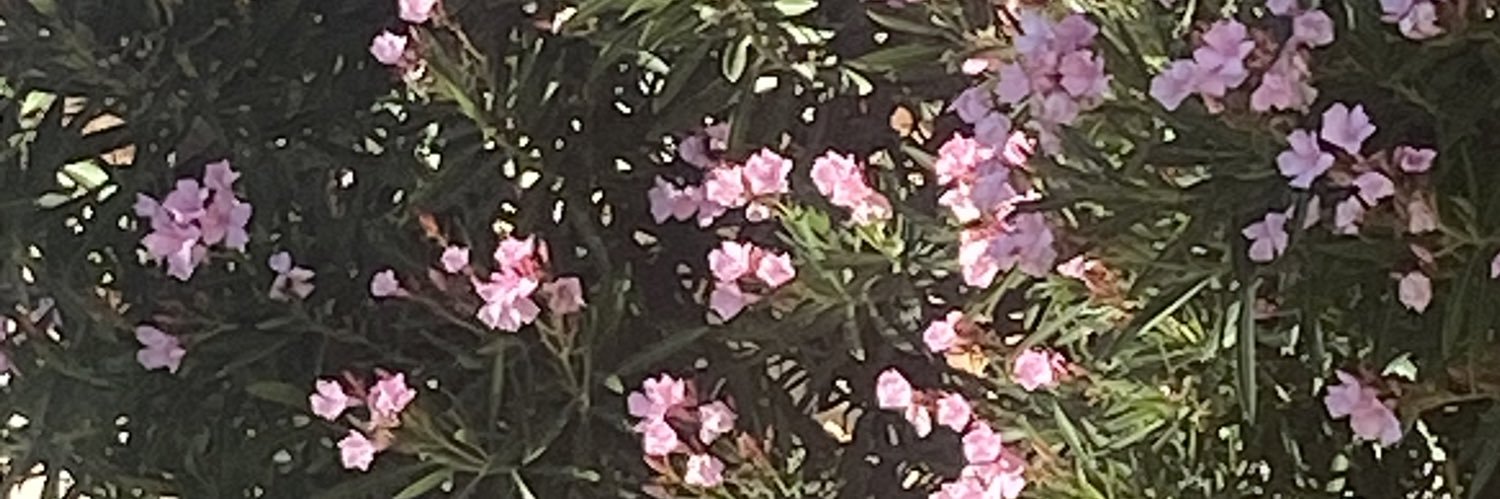 aliceefoote's profile banner image