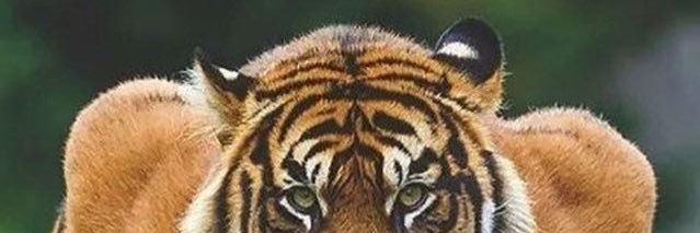 Goldenthagod1's profile banner image