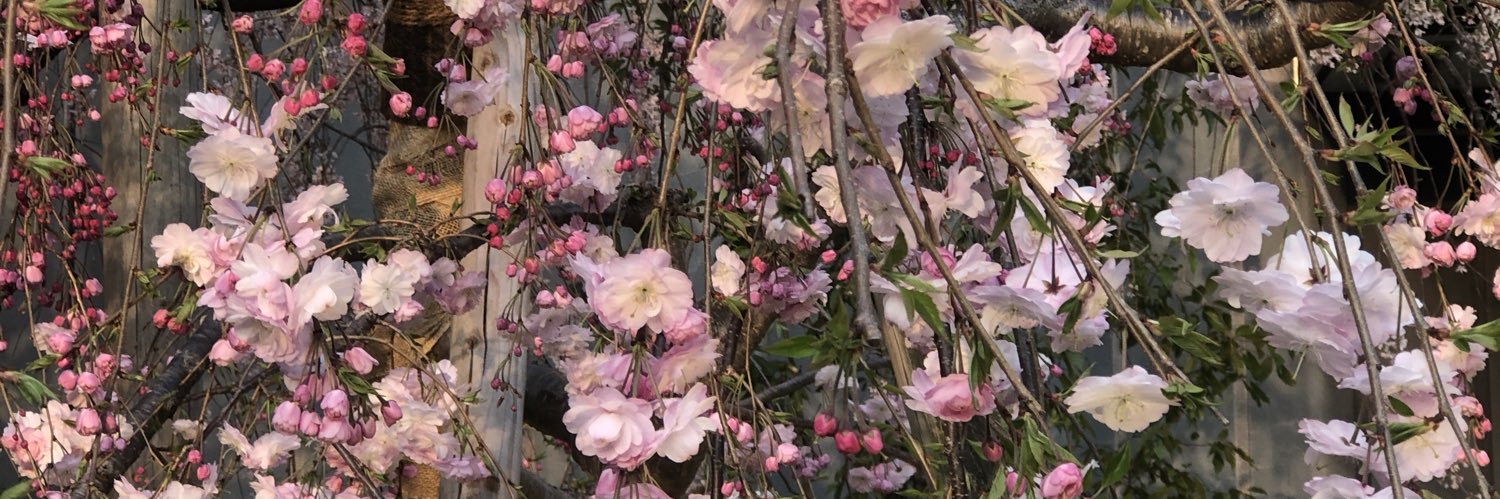 StablewskiAimee's profile banner image