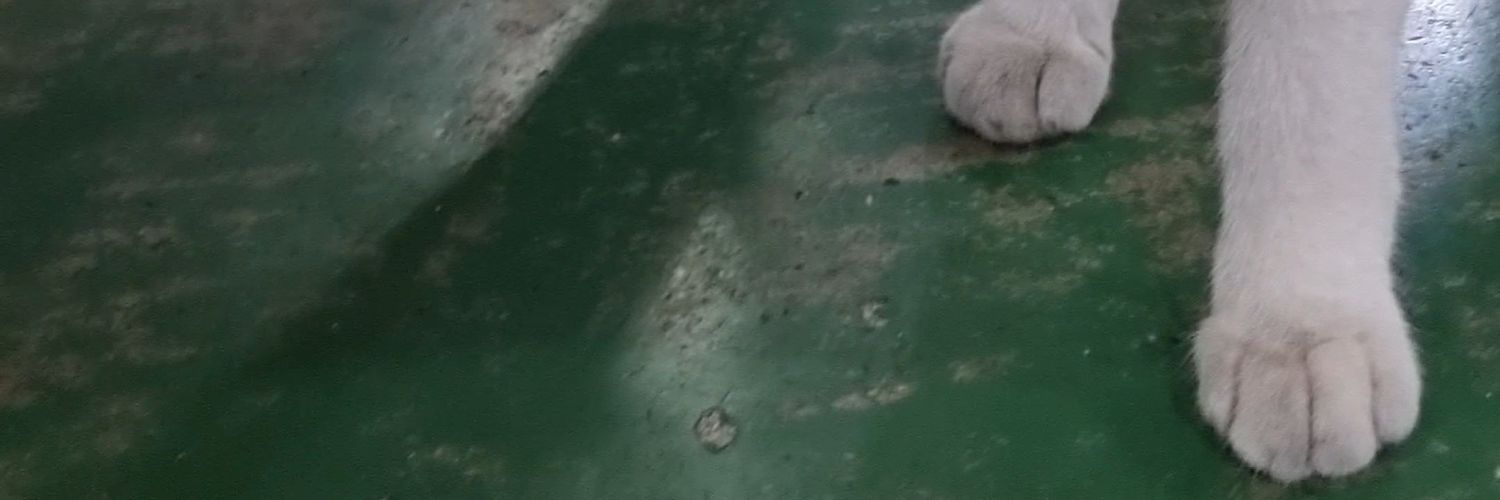 cheezmelo's profile banner image