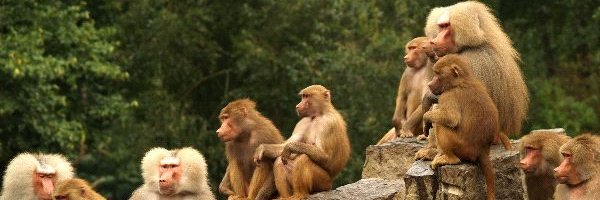 aRealBoredApe1's profile banner image