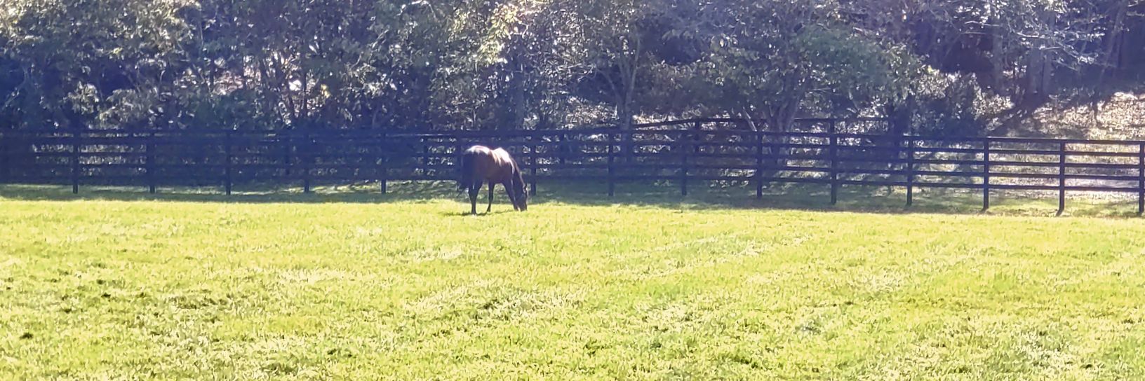 あみんぐ７【タイトルホルダー号馬主様公認LINEスタンプ発売中】 banner