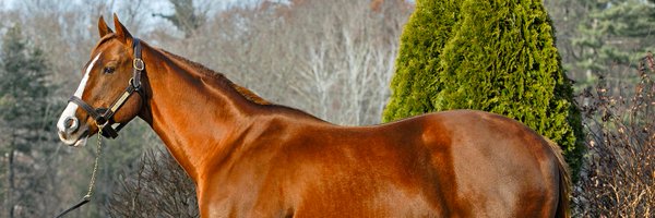 Buccherostud Profile Banner