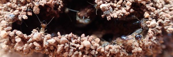 AitkenheadIan Profile Banner