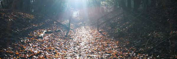 ChFauz Profile Banner