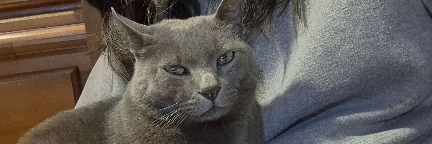 sequeiiralara's profile banner image