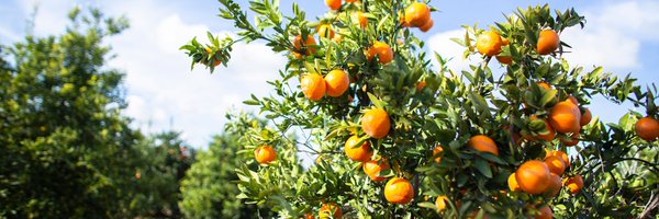 StudentBotany Profile Banner