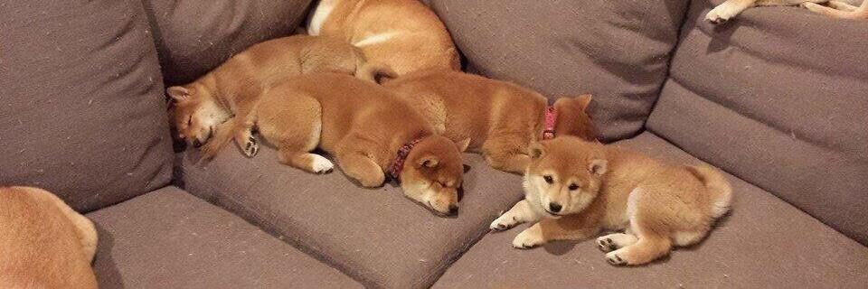 shibainuP's profile banner image