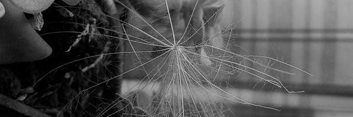 Laughtsy's profile banner image