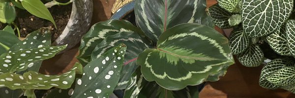 zenbelly Profile Banner