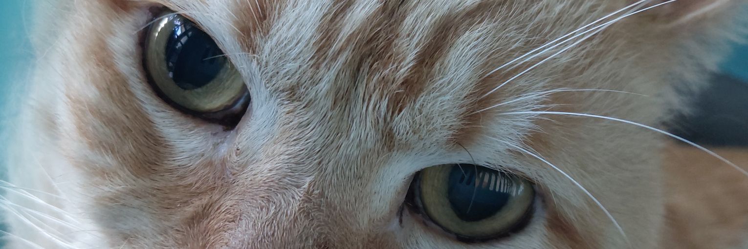 pcalmeida_'s profile banner image