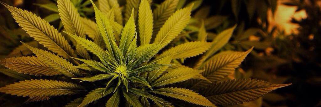 POSTBADDROGUES banner