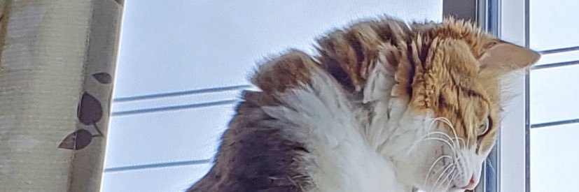 りんりんご24 banner