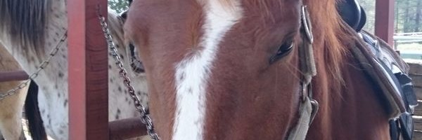 hide_shogi's profile banner image