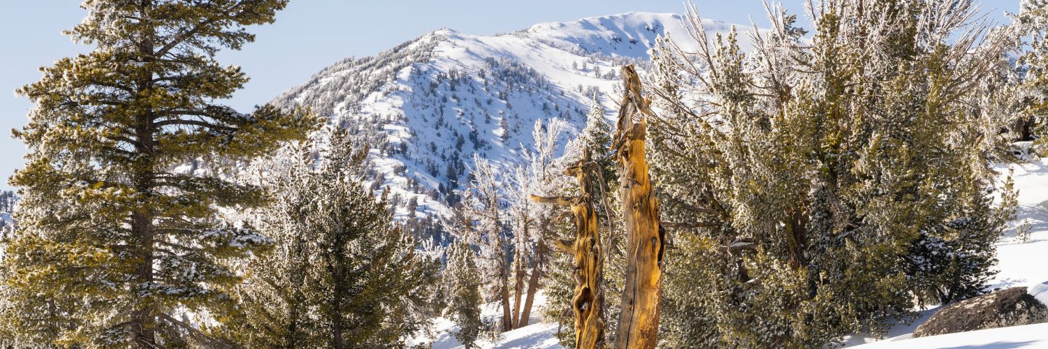 VisitTruckee's profile banner image