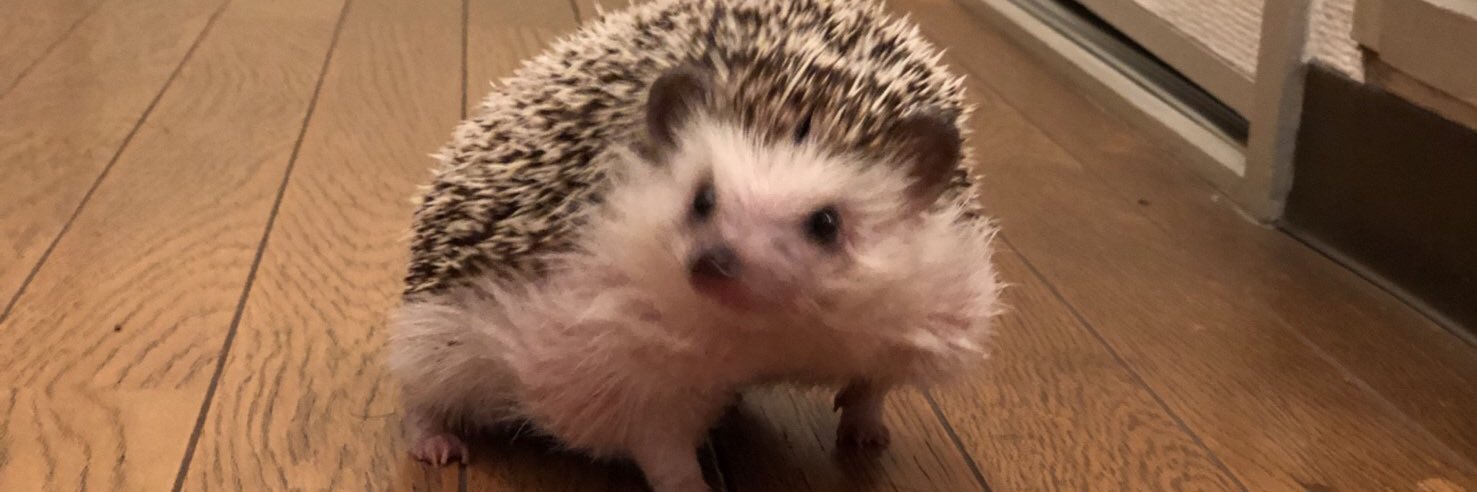 まるまろん🦔🐈 banner
