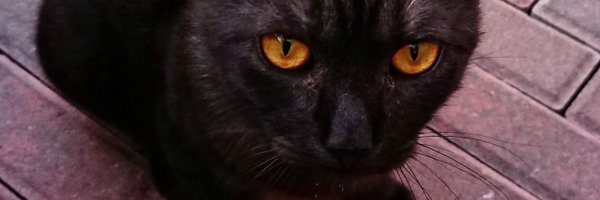 OKhudetska Profile Banner