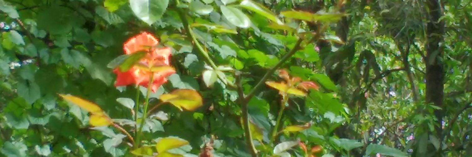 swarash07's profile banner image