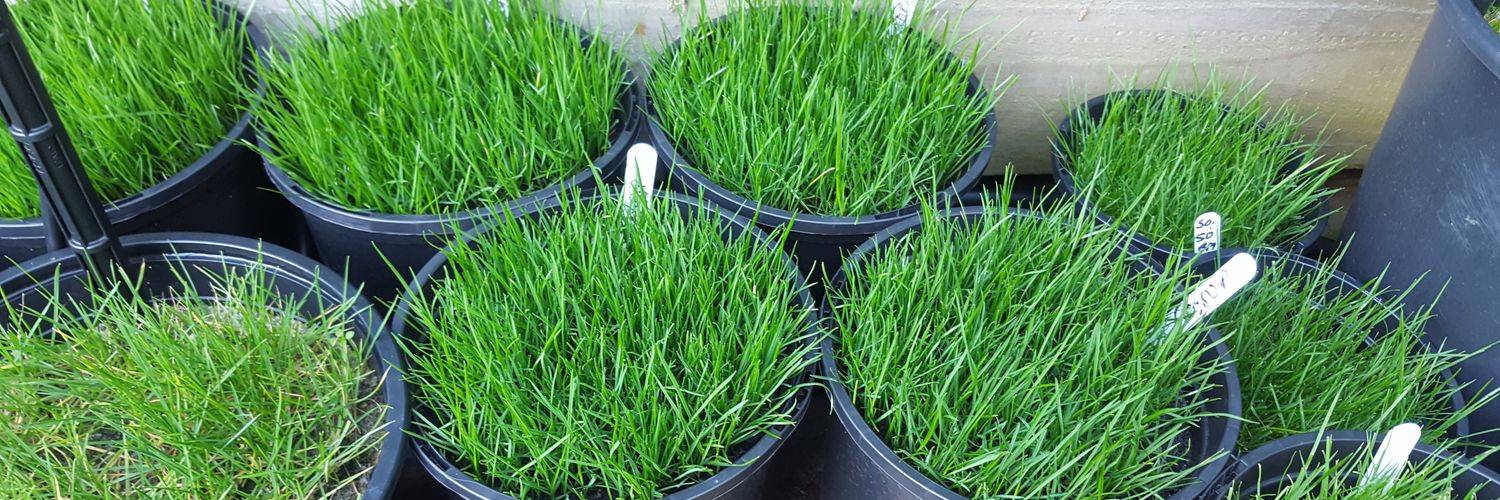 The Dimpled Egg banner