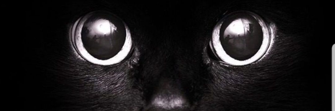 mayshiit's profile banner image