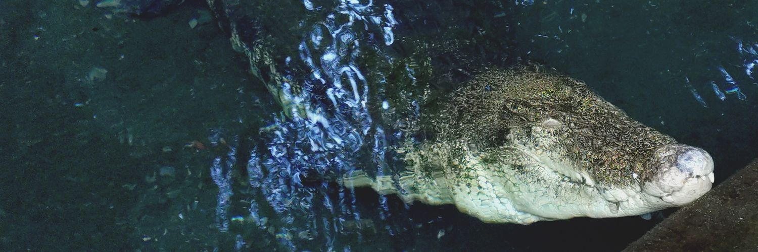 瞬光★Arisa0225🐊🐒(突発性難聴改善中) banner