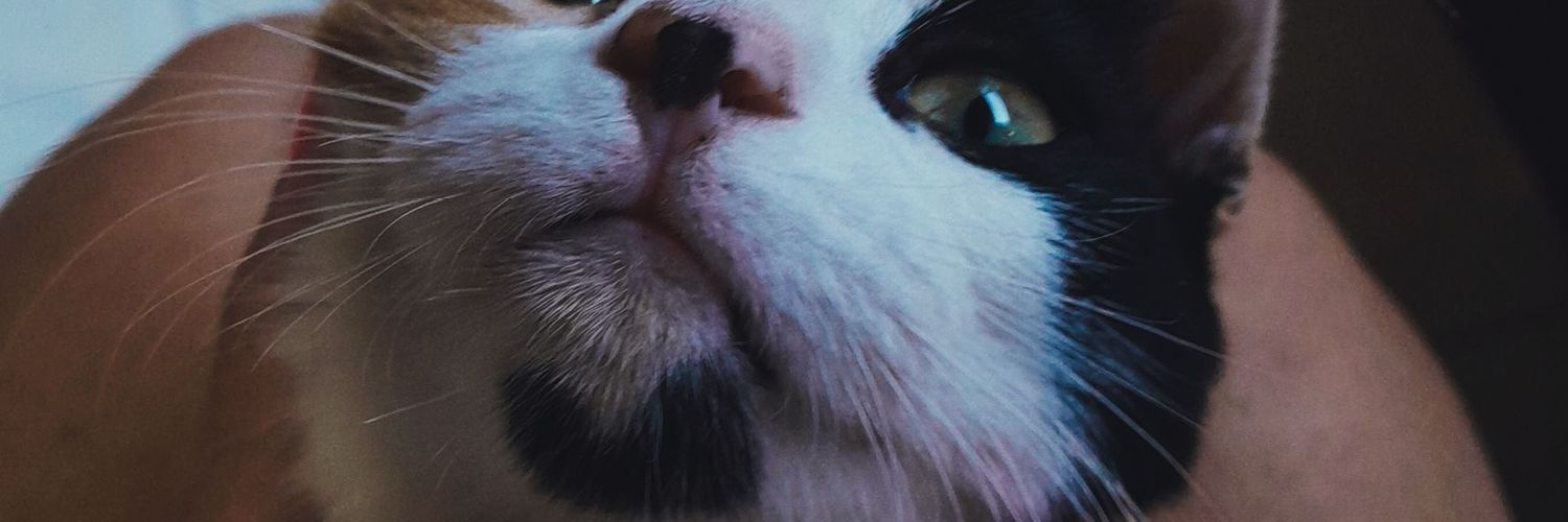 MoyaMelodi's profile banner image