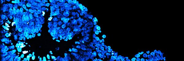 KerosuoLab Profile Banner