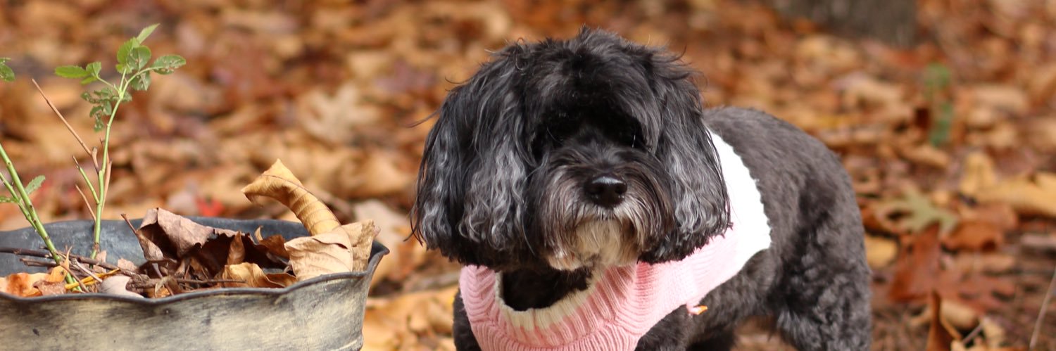 shelbshd's profile banner image