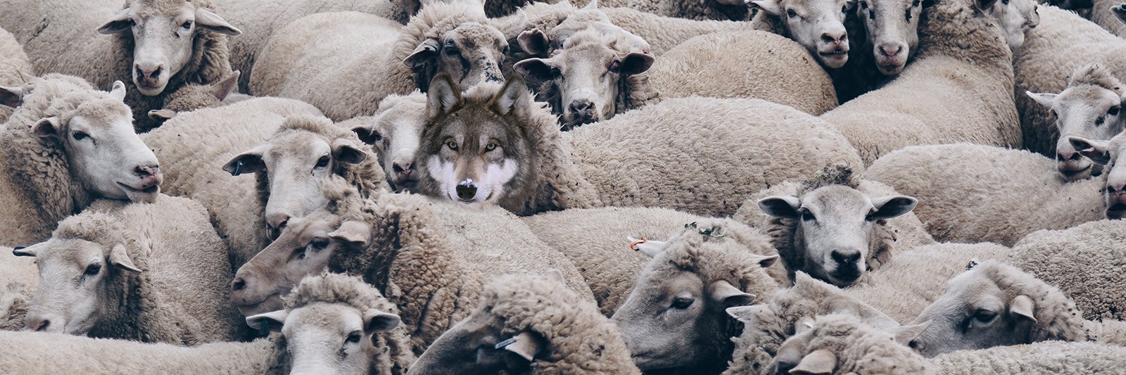 The Antisheep banner