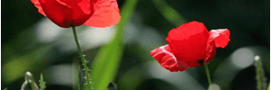 bermudajiyan's profile banner image
