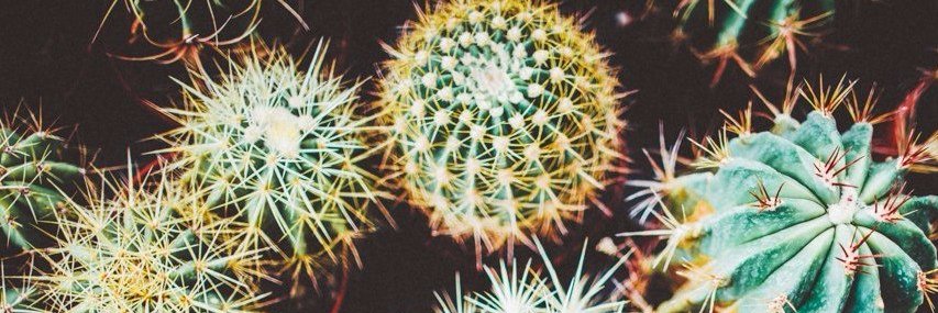 Davydchik_Tonya's profile banner image