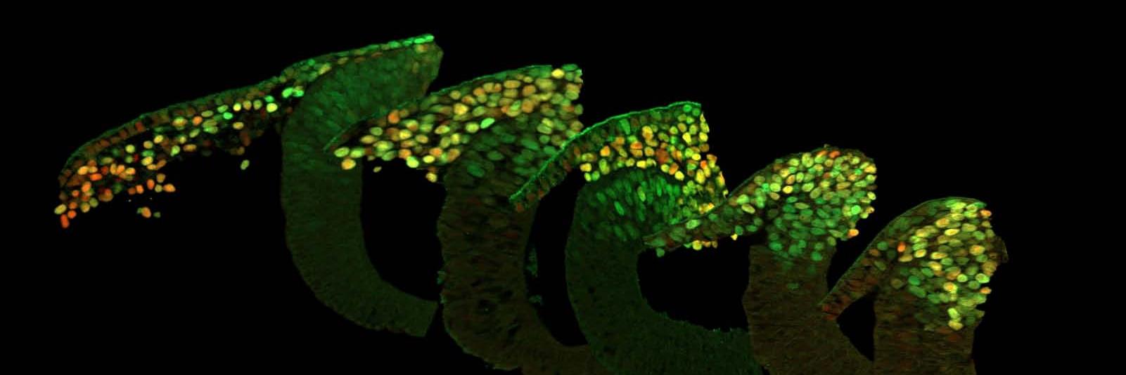 Pablo Strobl-Mazzulla banner