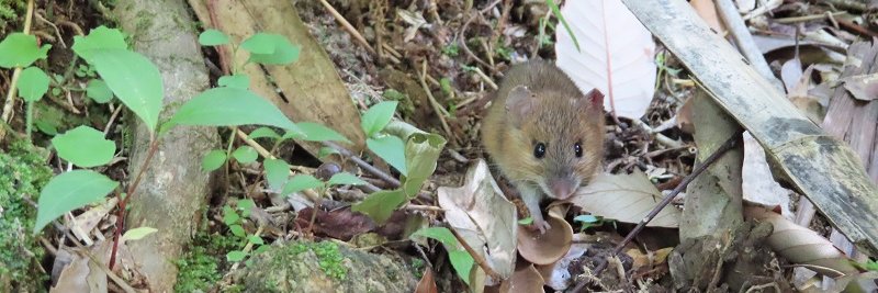 Mammal Study's banner