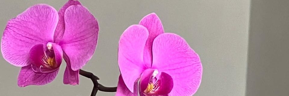 Michellestomay's profile banner image