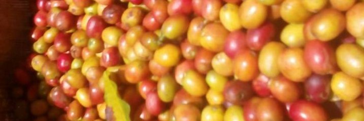 Uganda Coffee banner