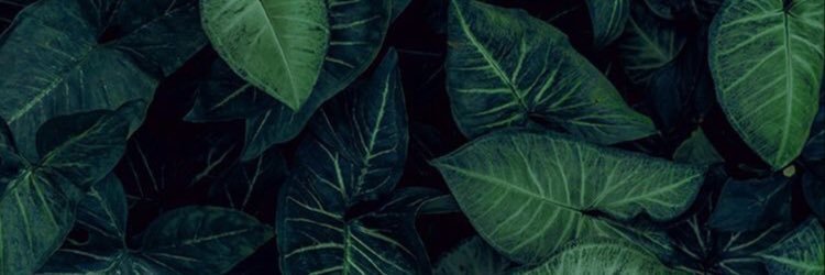 R A C H E L banner