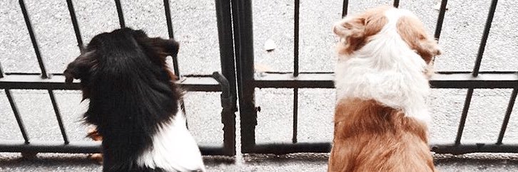 theresegallardo's profile banner image