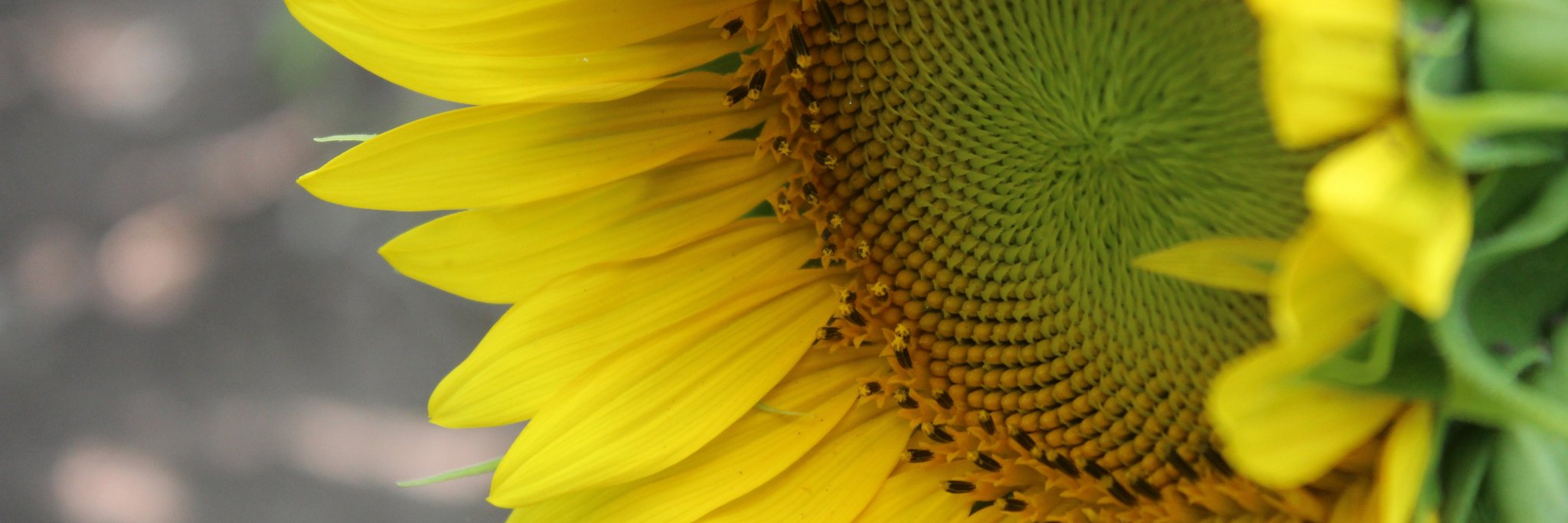 Samantha Foster banner