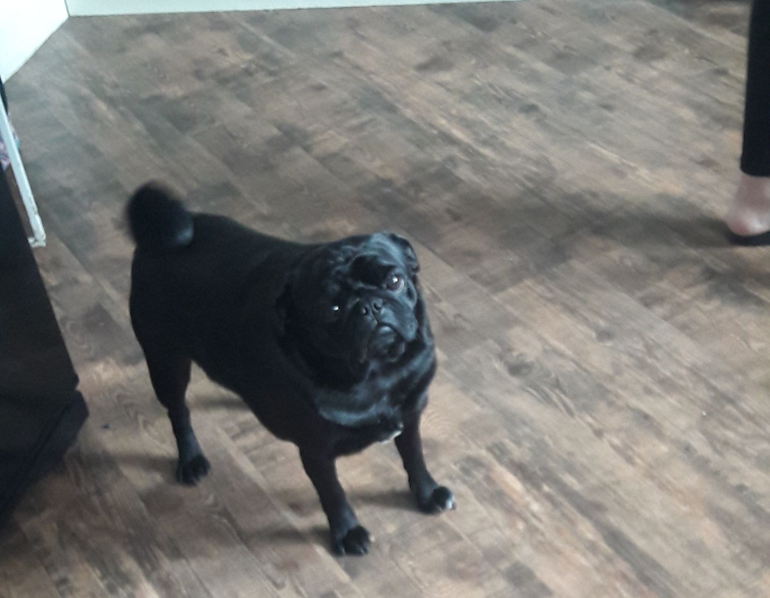 zaranick 🐸🖐 banner