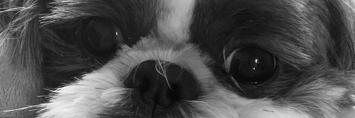 PaulineDeboo's profile banner image