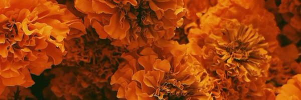 __grachy Profile Banner