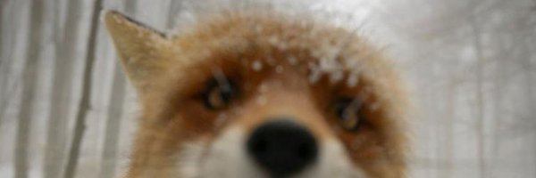 Nikikup Profile Banner