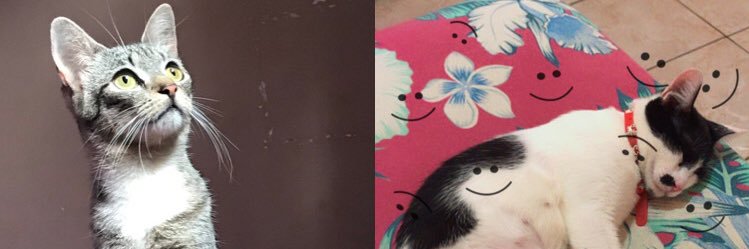 EmilianneRocha's profile banner image