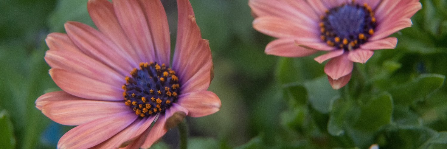 Carlos Wertheman banner