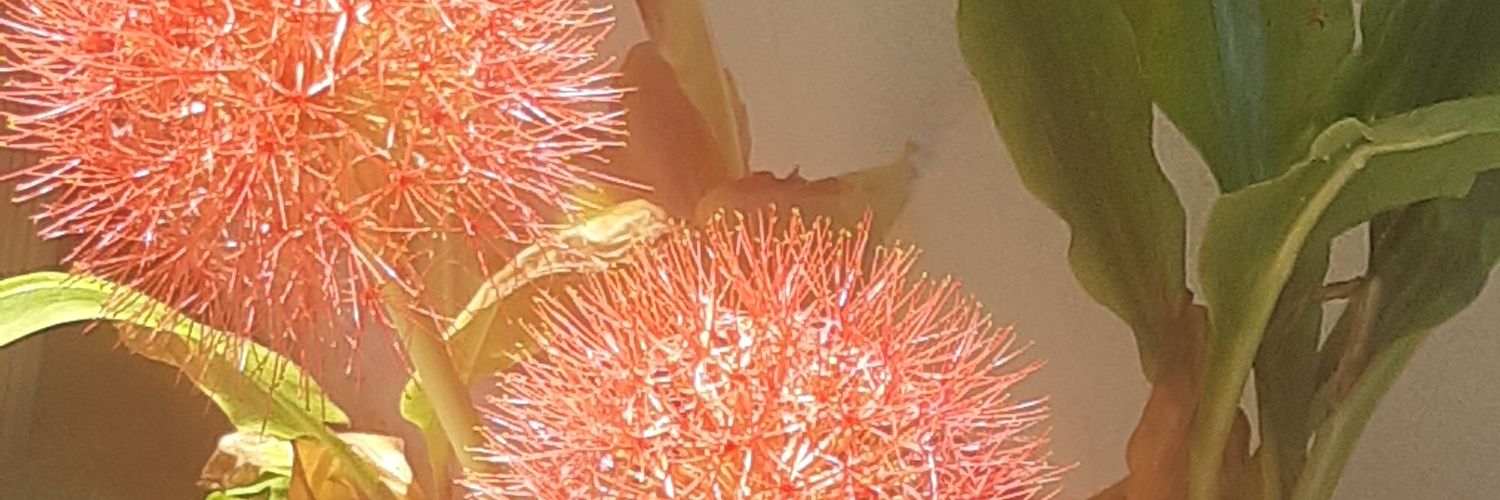 SilvinhoLGomes's profile banner image