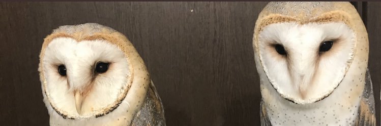 みー@大型犬ブリーダーエキゾハウスずーとぴあ中の人 banner