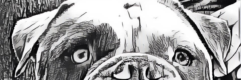beardedcarrier's profile banner image