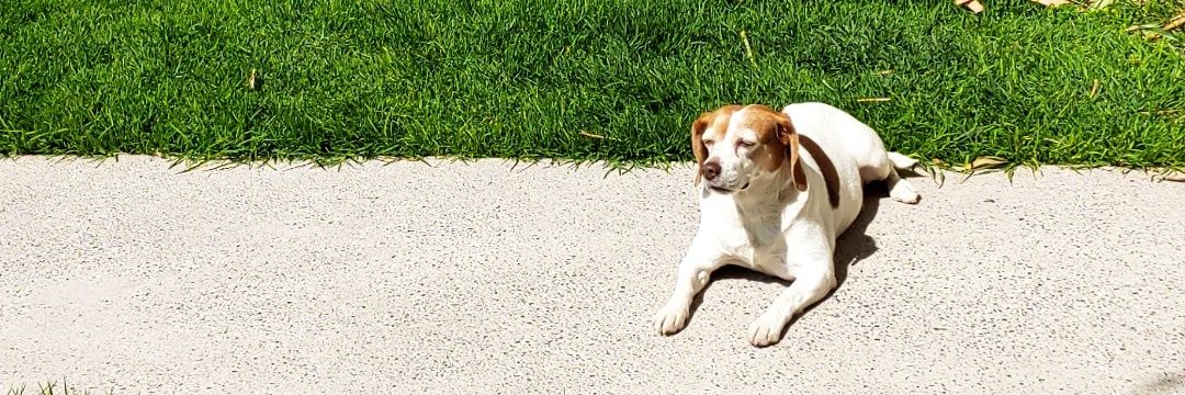 MemePecas's profile banner image